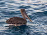 Brown Pelican 4.jpg