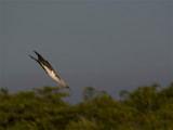 Blue-footed-booby 23.jpg