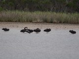 Black Swan - Zwarte Zwaan
