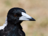 Australian Magpie - Zwartrug-fluitvogel