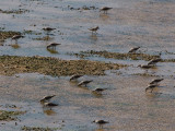 Red-necked Stint.jpg