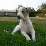 Boy Posing