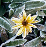 Frosted Daisy
