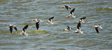 American Avocets