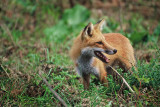 Red Fox