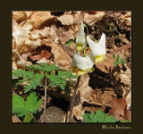 Dutchmans Breeches