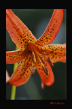 Canada Lily