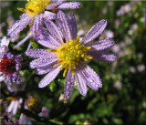 Dew Covered Asters