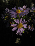 Asters in the backyard