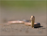 Garter Snake