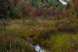 Roadside Bog