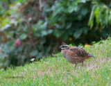 Northern Bobwhite