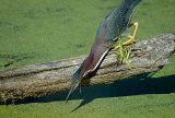 Green Heron