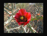 Cactus Blossom