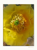 Sonoran Desert Blossom
