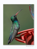 Magnificent Hummingbird