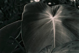 conservatory_1