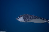 Eagle Ray