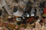 Banded Sea Snake