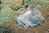 Jorunna funebris Nudibranch laying eggs