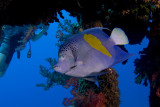 Angelfish