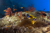 Anemone fish at the Thislgorm wreck