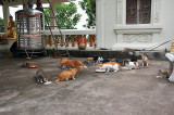 Cat feeding at the temple