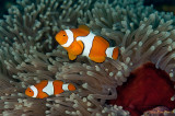 Ocellaris clownfish (Amphiprion ocellaris)