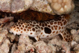 Epaulette Shark