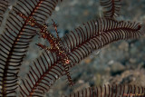 Ghost Pipefish