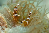 Squat Shrimps