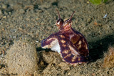 Baby Mimic Octopus (Thaumoctopus mimicus)