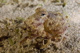 Amphioctopus Aegina (Marbled Octopus)