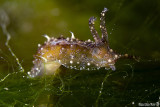 Sea hare