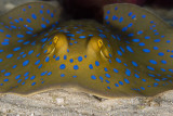 Blue spotted stingray