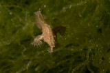 Small frogfish