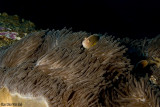  skunk clownfish (Amphiprion akallopisos)