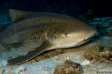 Zebra Shark