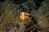 Ocellaris clownfish (Amphiprion ocellaris)