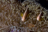  skunk clownfish (Amphiprion akallopisos)