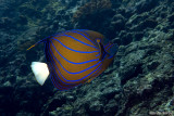 Butterfly Angel Fish