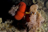 Red Sea Clownfish (Amphiprion bicinctus)