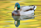 Mallard pb.jpg