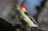 Red Bellied Woodpecker pb.jpg