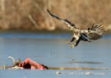 Imm Bald Eagle with deer pb.jpg