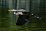 great blue heron pb.jpg