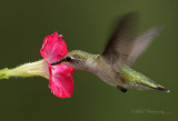Ruby Throated Hummingbird pb.jpg