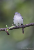 Blue-gray gnatcatcher pb.jpg