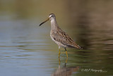 Short-billed Dowitcher pb.jpg