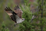 Osprey in Yellowstone NP pb.jpg